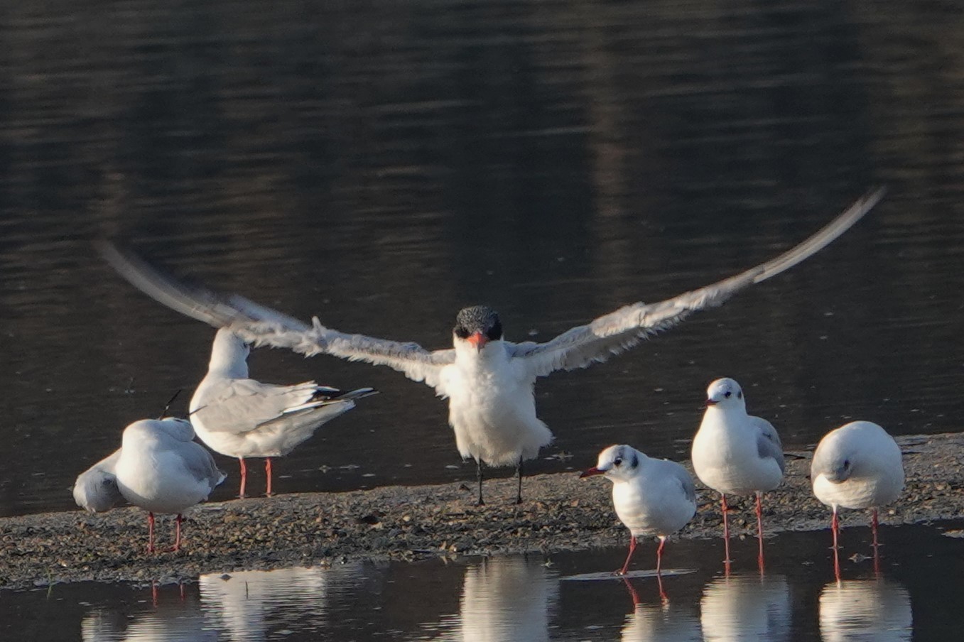 オニアジサシ陸5