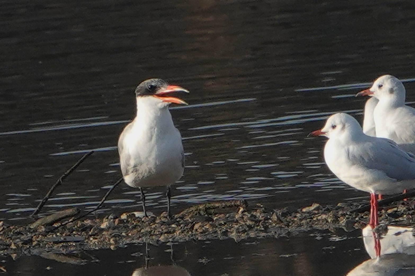 オニアジサシ陸2
