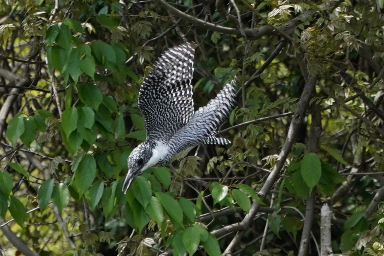 6分後にまた2回目ヤマセミ2