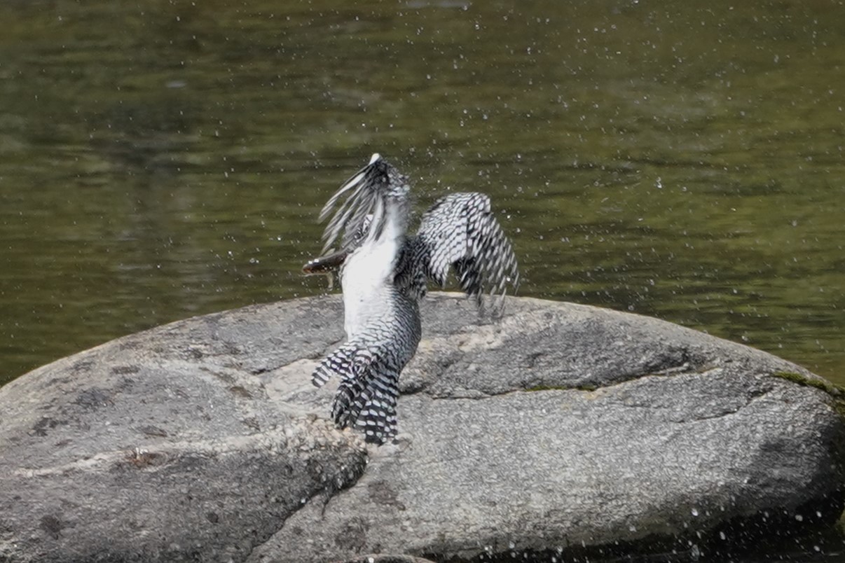 6分後にまた2回目ヤマセミ3