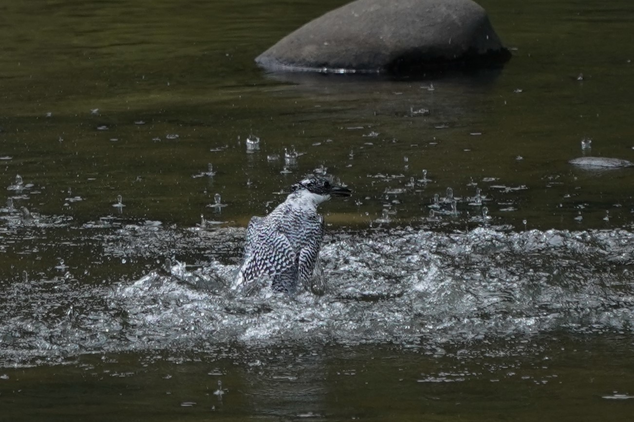 7分後にまた3回目ヤマセミ2