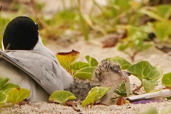 コアジサシ親子10