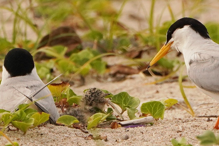 コアジサシ親子8