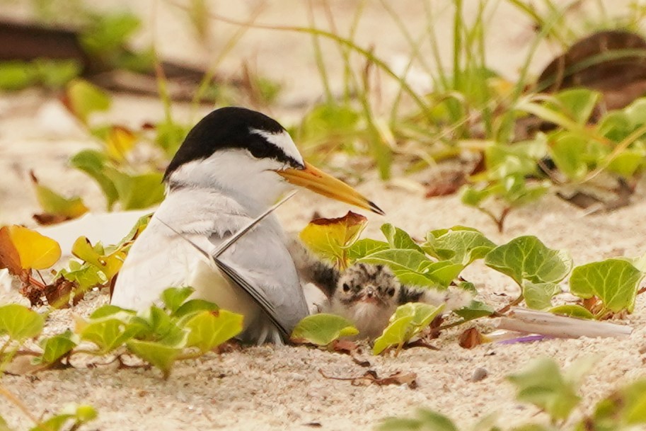 コアジサシ親子11