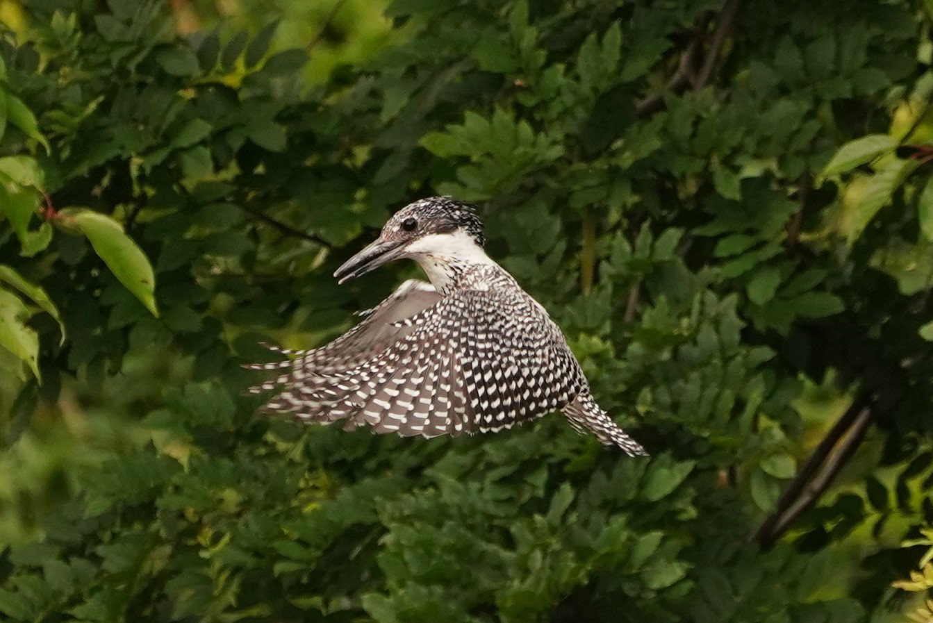 ヤマセミホバリング1