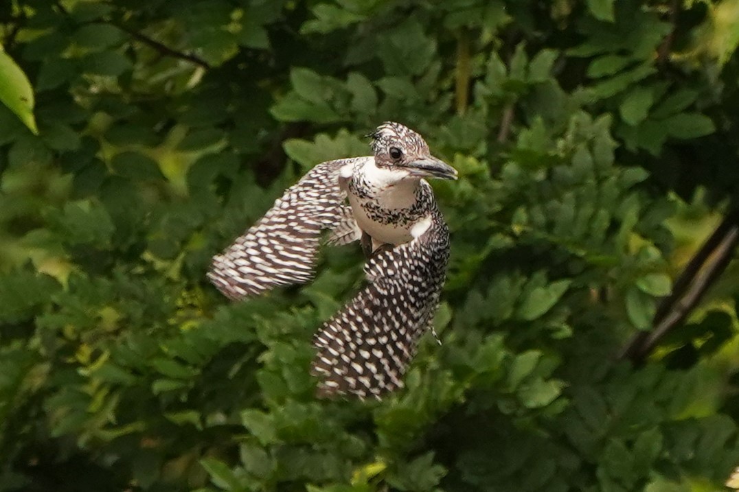 ヤマセミホバリング4