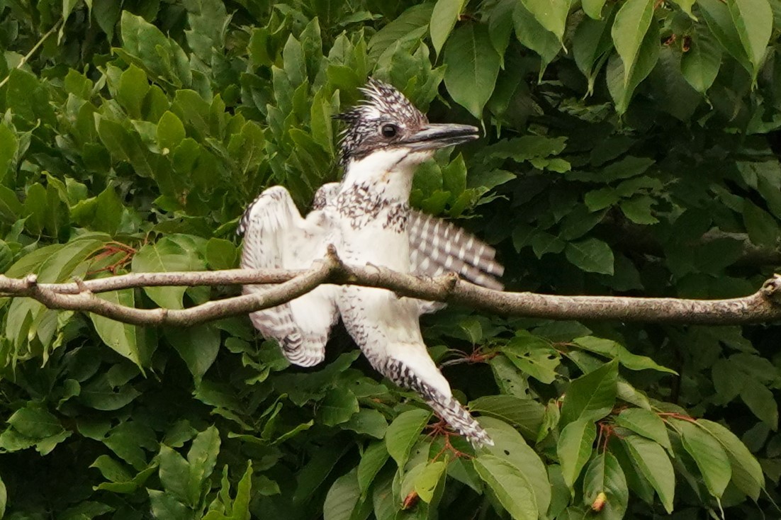 ヤマセミホバリング5