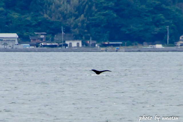 クジラかな~ (3)