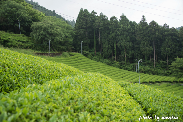 茶畑 (3)