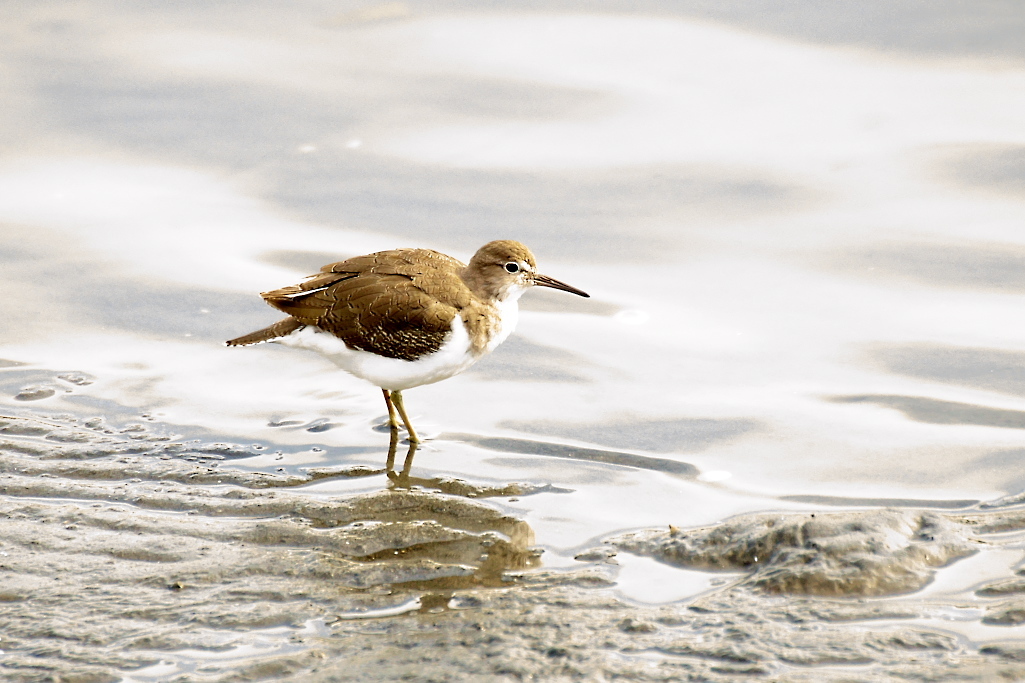 クサシギ?_イソシギ?_2