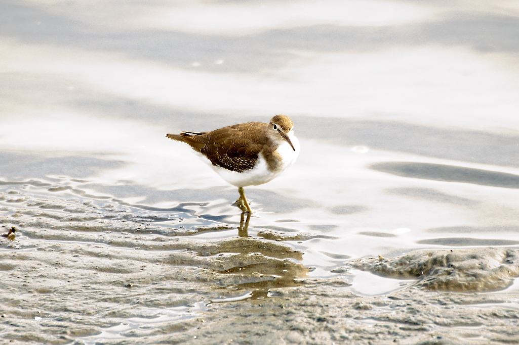 クサシギ?_イソシギ?_3