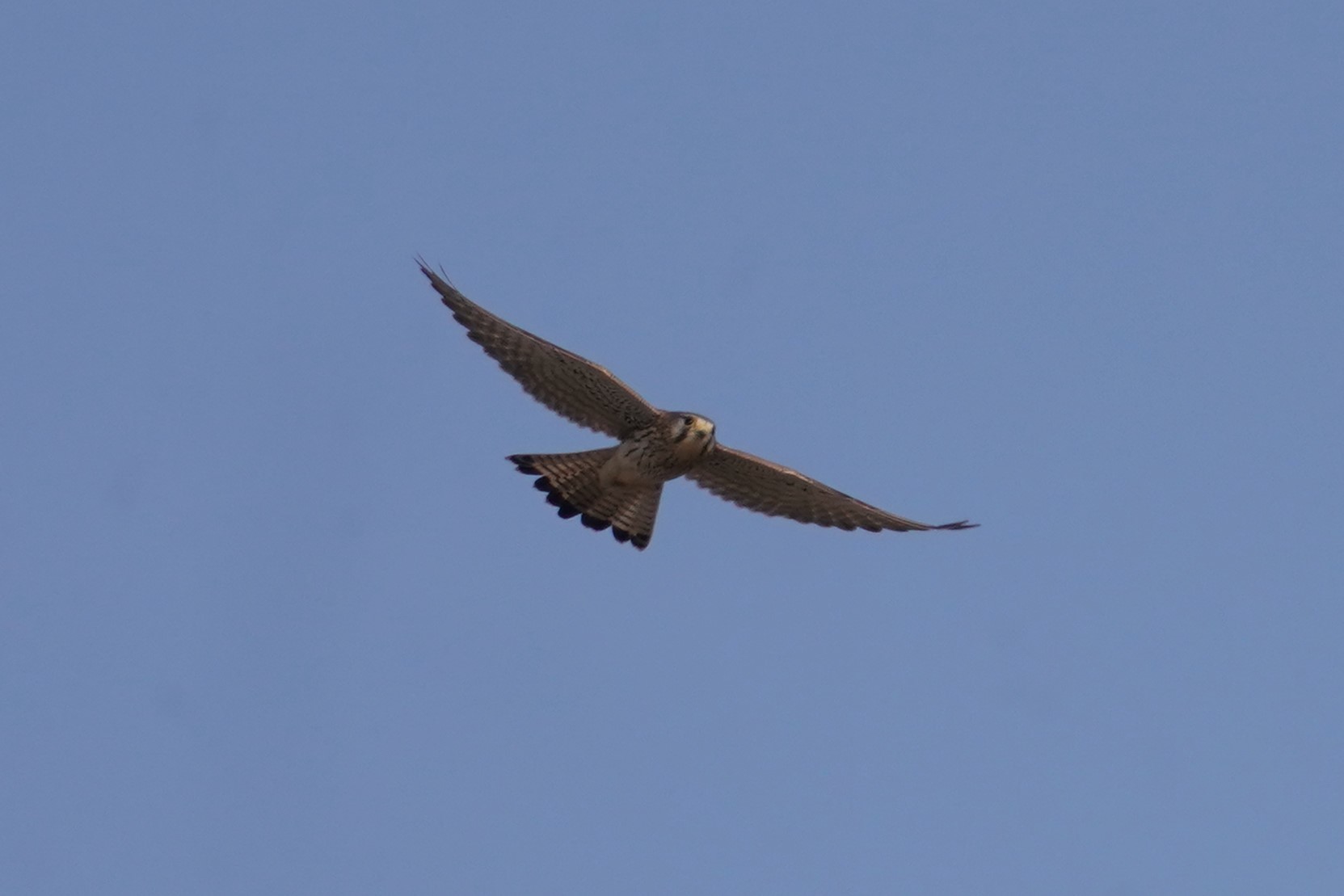 チョウケンボウ2