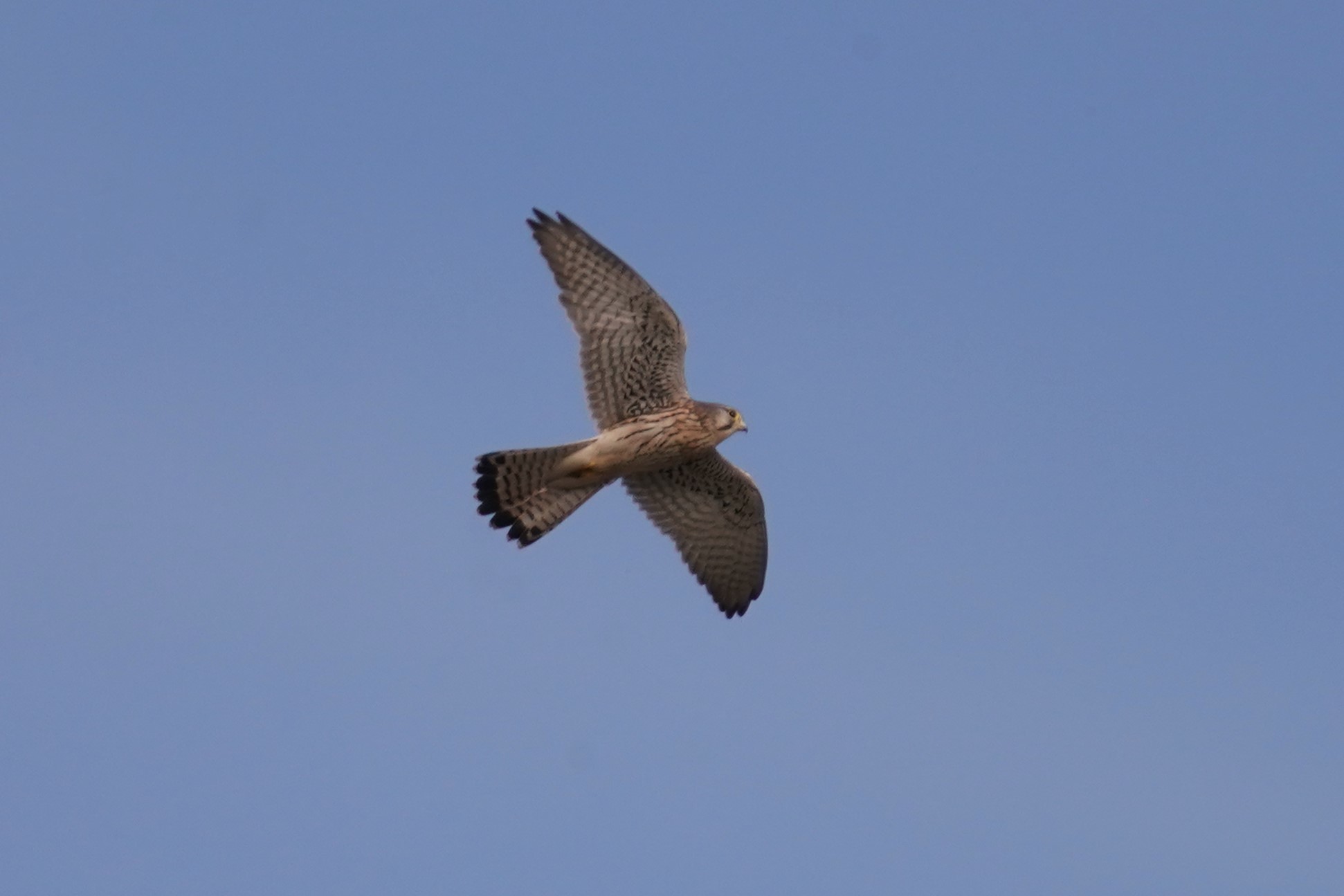 チョウケンボウ3