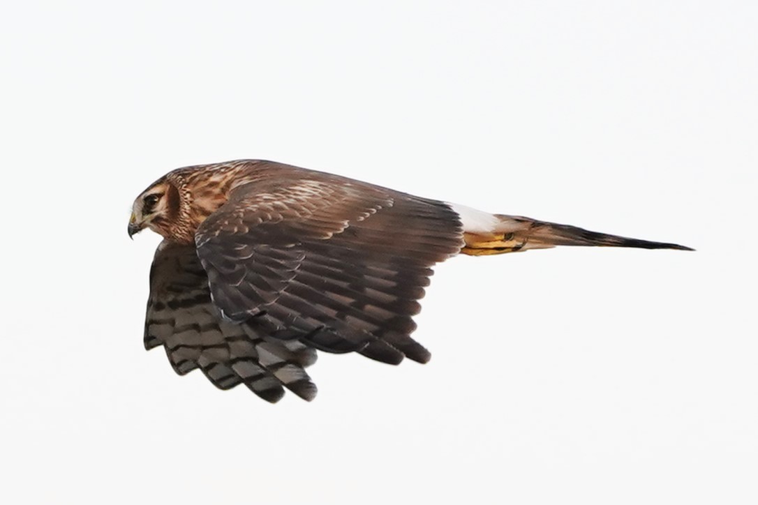 ハイチュウ雌 4回目近く2