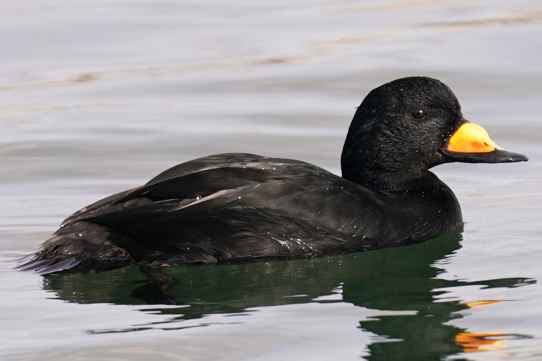 テレコン無し橋の下からクロガモ5