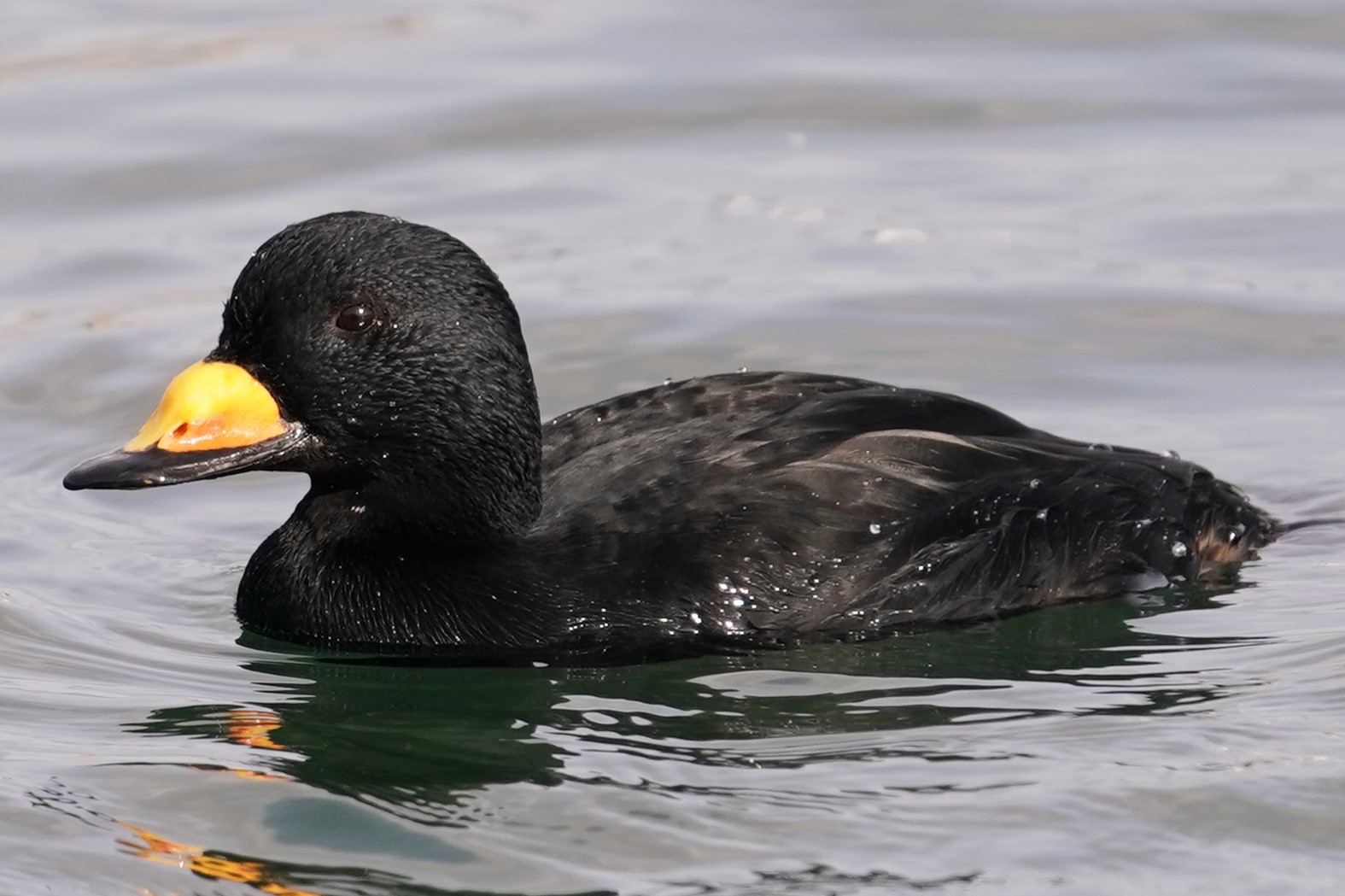 テレコン無し橋の下からクロガモ7