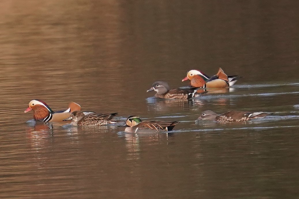 トモエガモ、オシドリ3