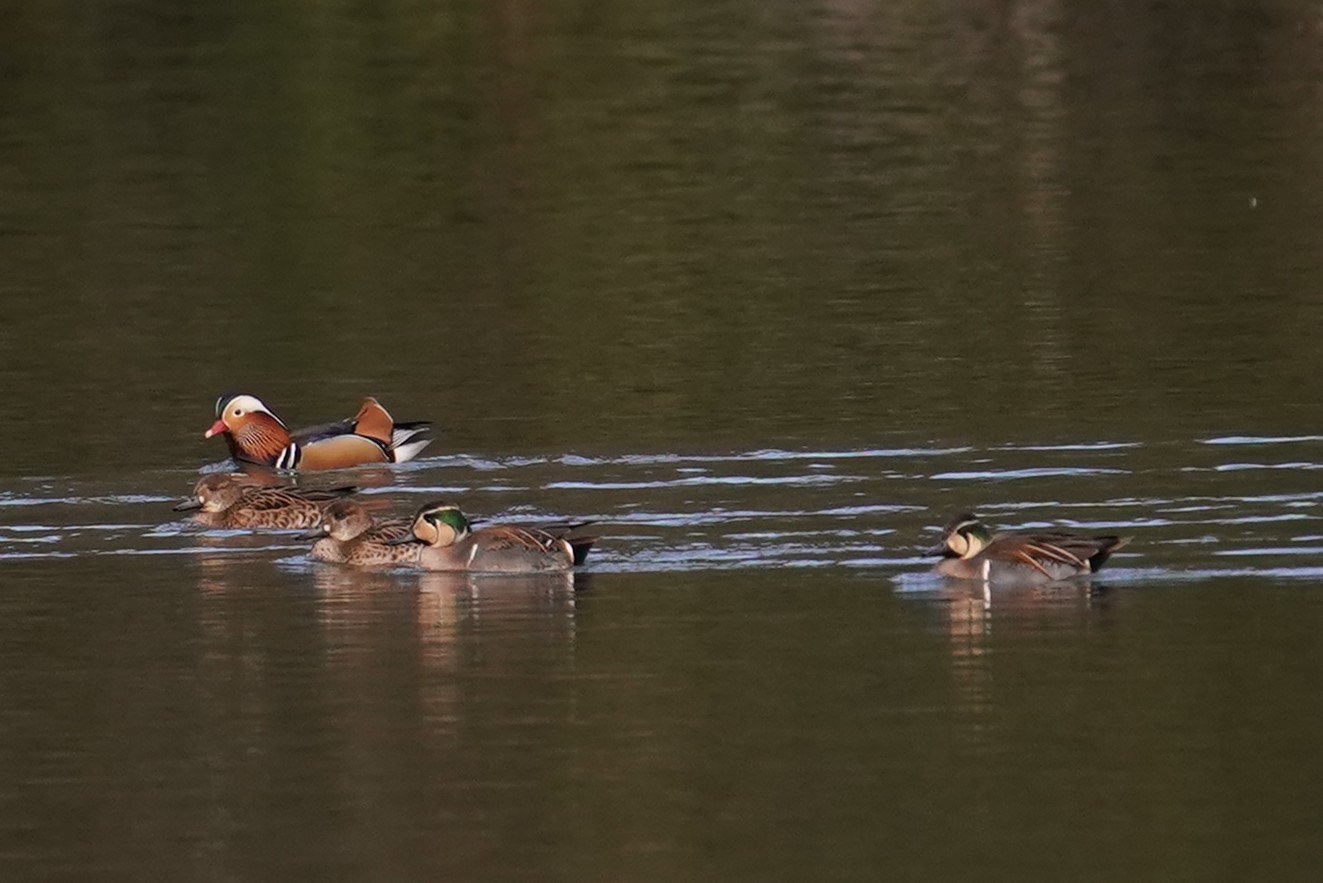 トモエガモ、オシドリ4