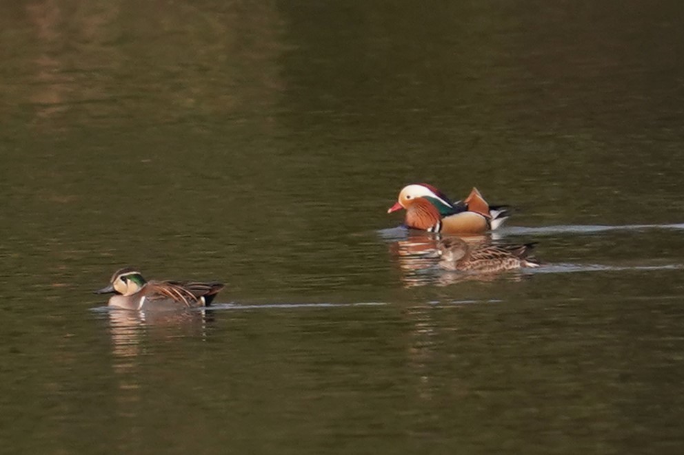 トモエガモ、オシドリ