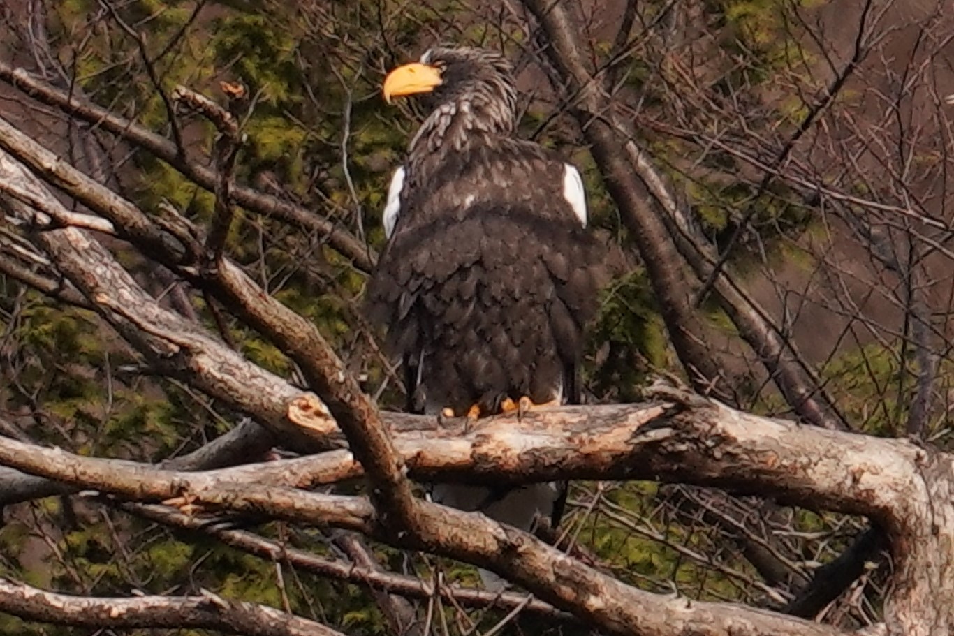 超解像度APSCオオワシ1800mm2