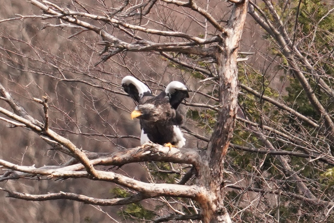 エンゼルポーズ