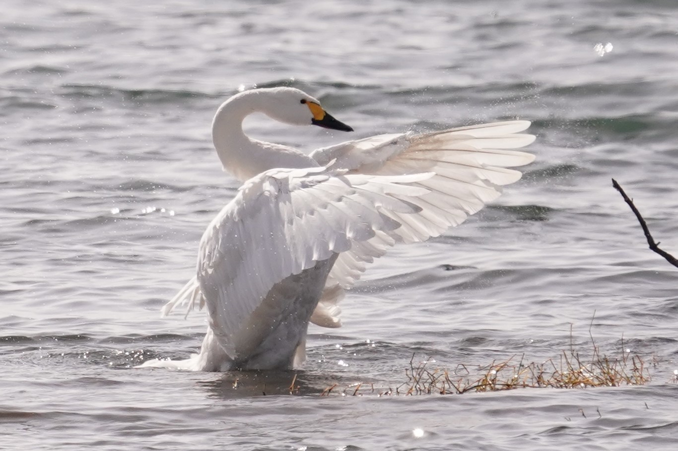 コハクチョウのパタパタ2