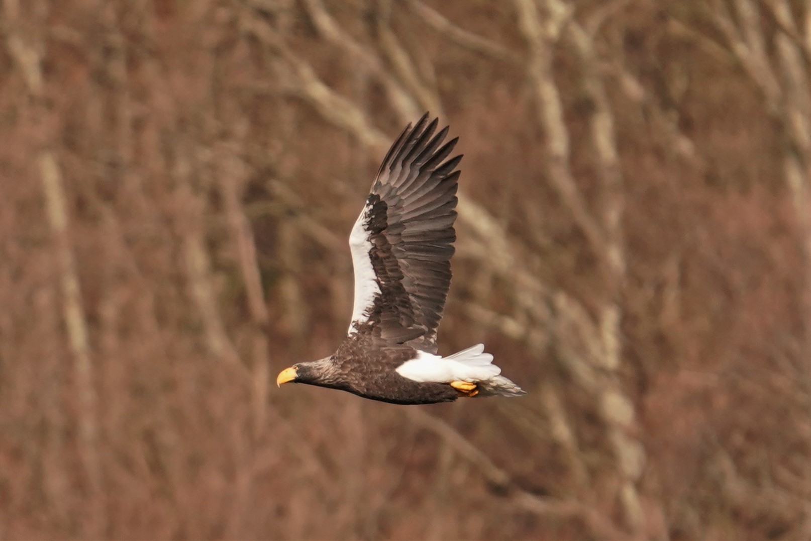 オオワシ飛び出し3