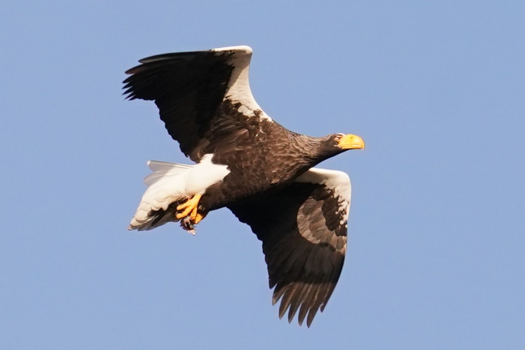 逃げるオオワシ2