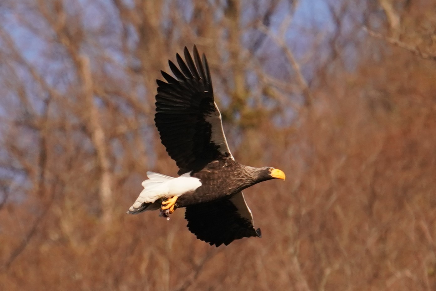 逃げるオオワシ6