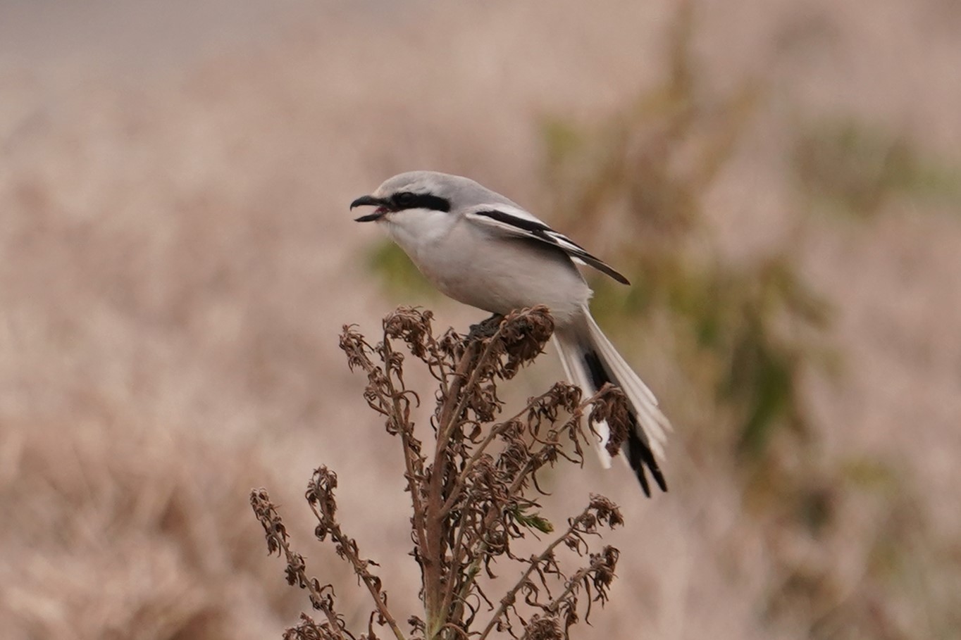 賀オオカラモズ14