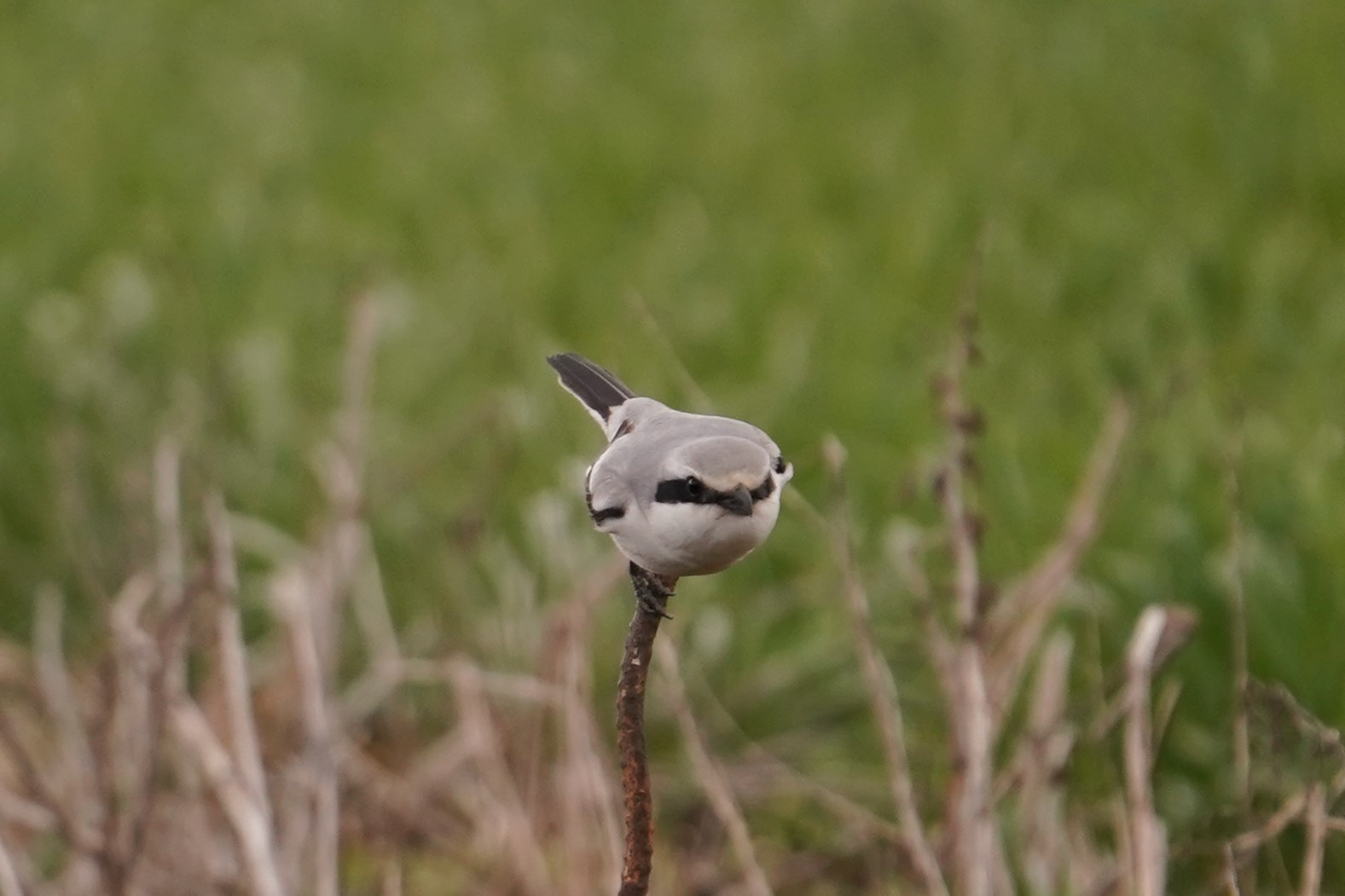 賀オオカラモズ3