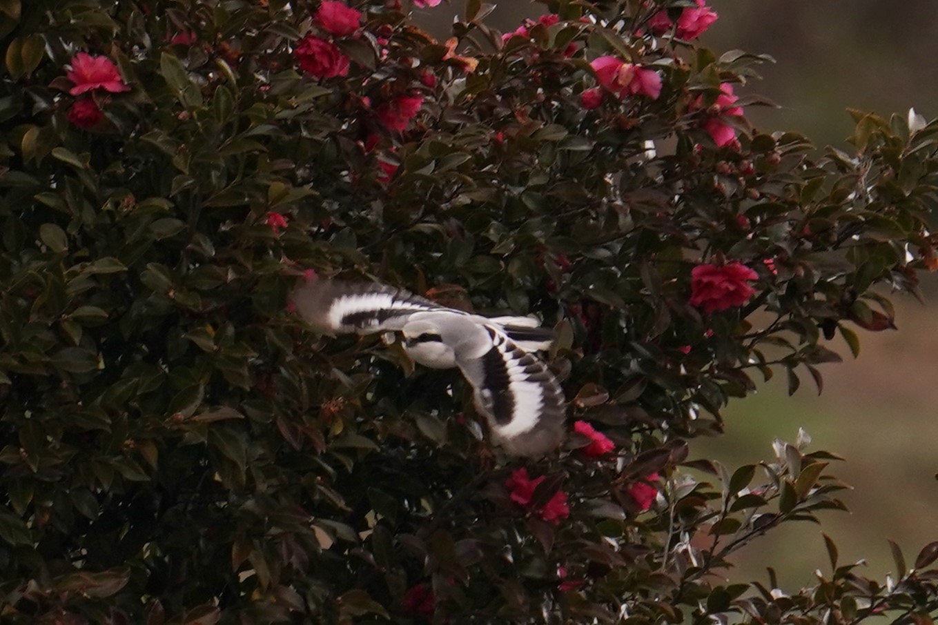 賀オオカラモズ飛翔3