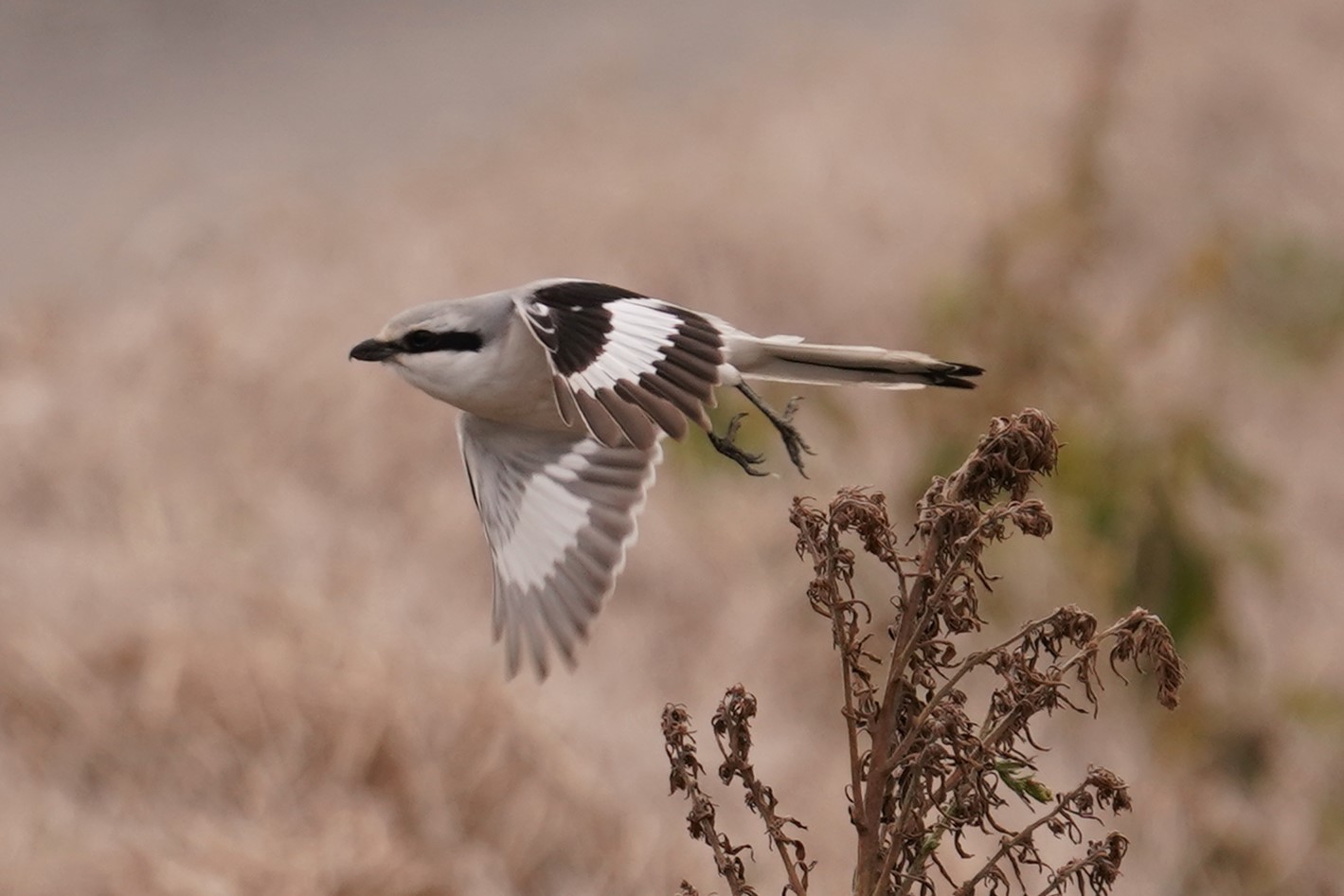賀オオカラモズ16