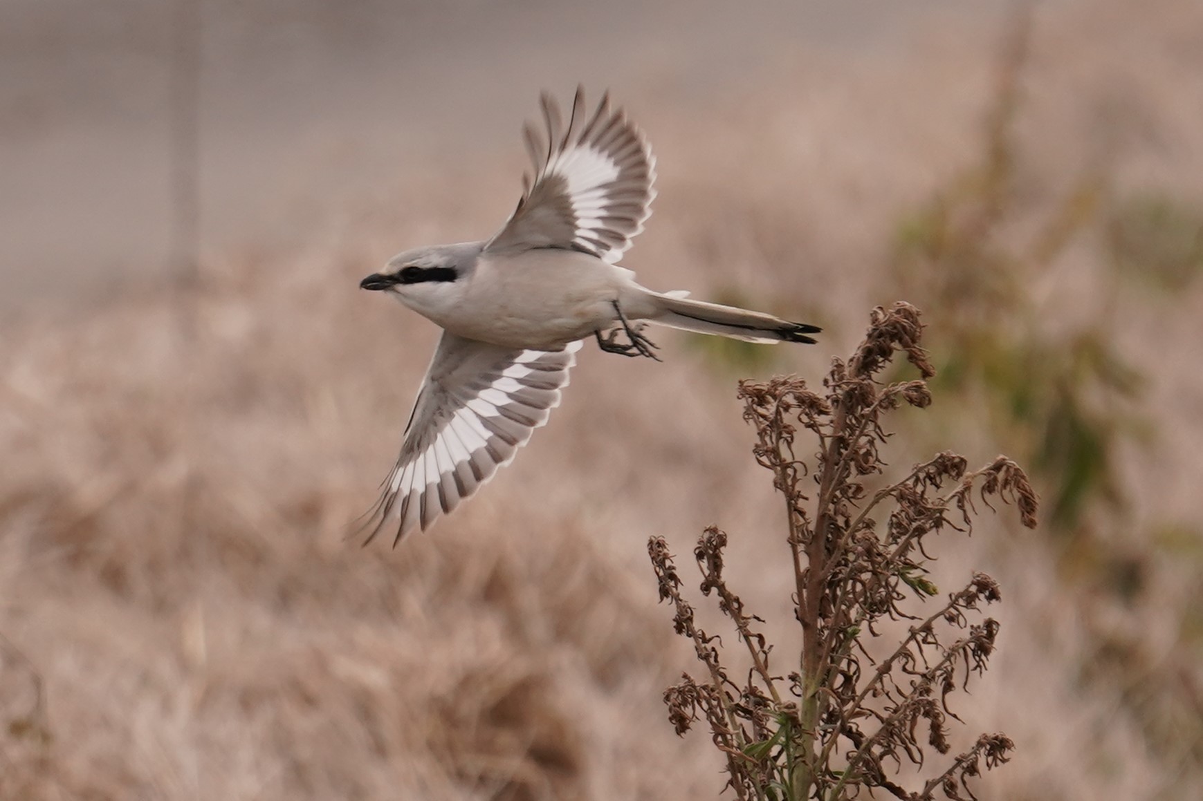 賀オオカラモズ17
