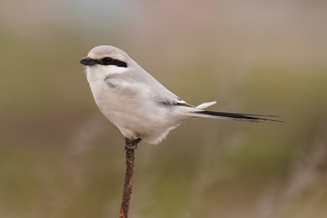 賀オオカラモズ18