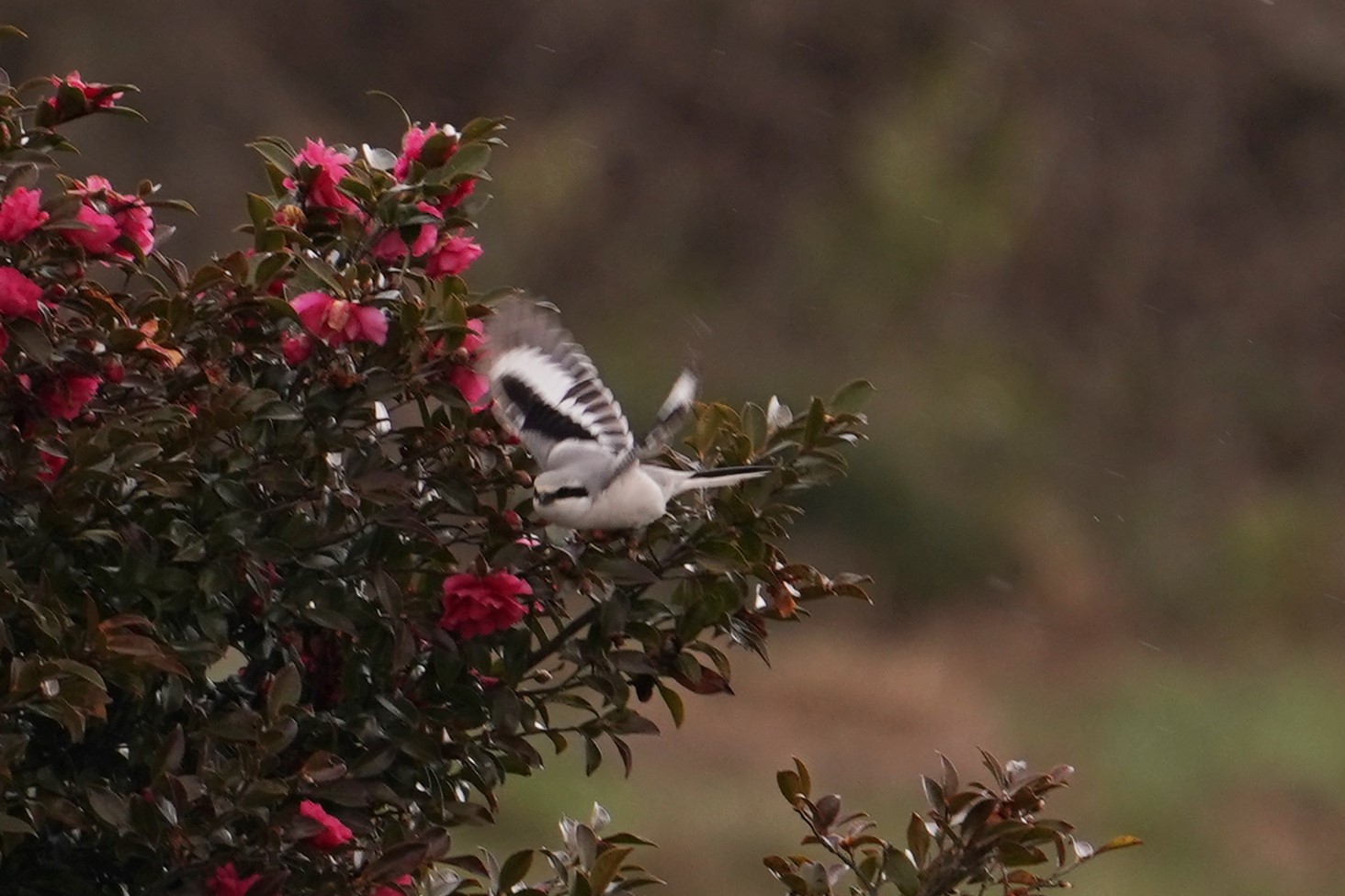 賀オオカラモズ飛翔2