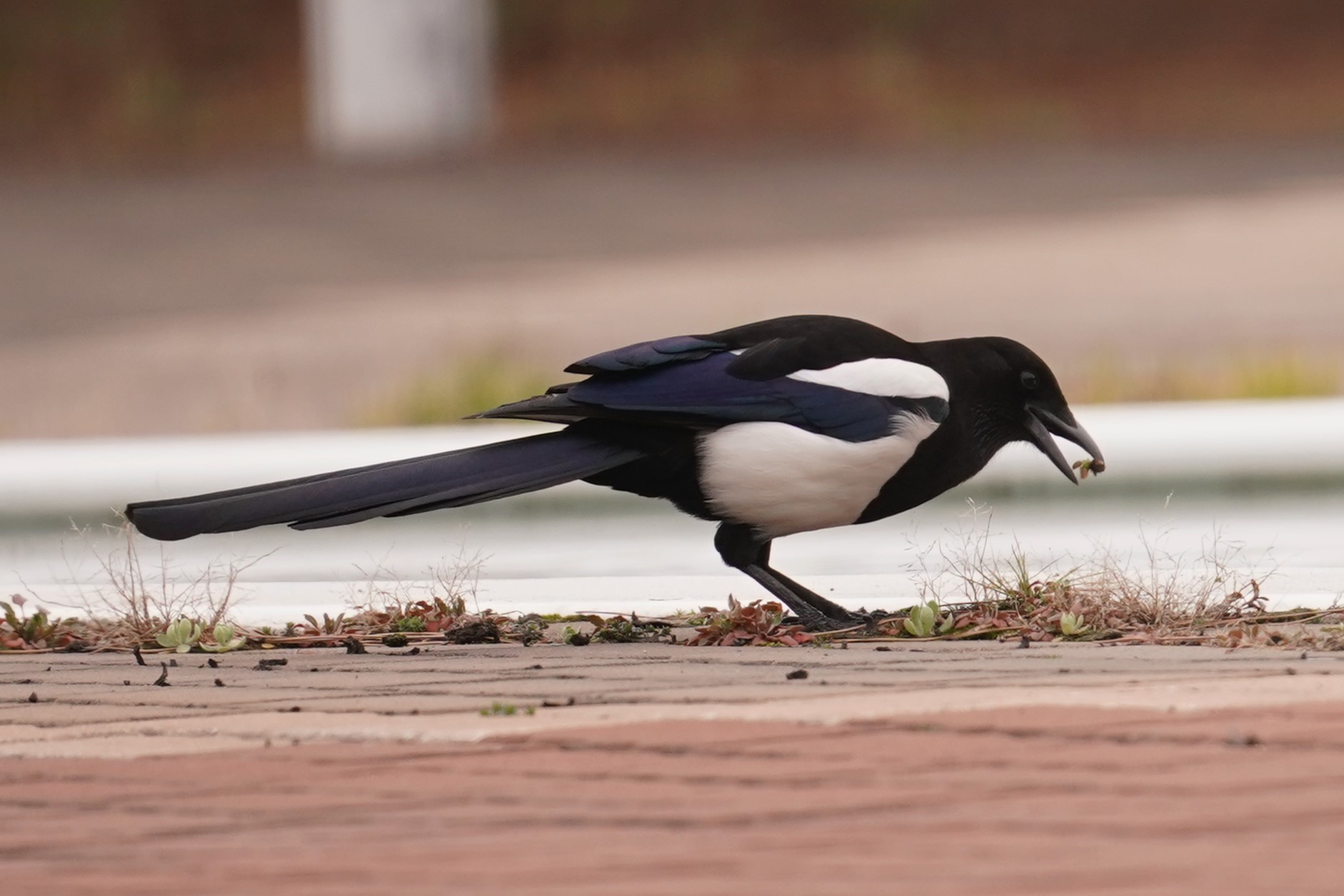 浜カササギ1 (5)