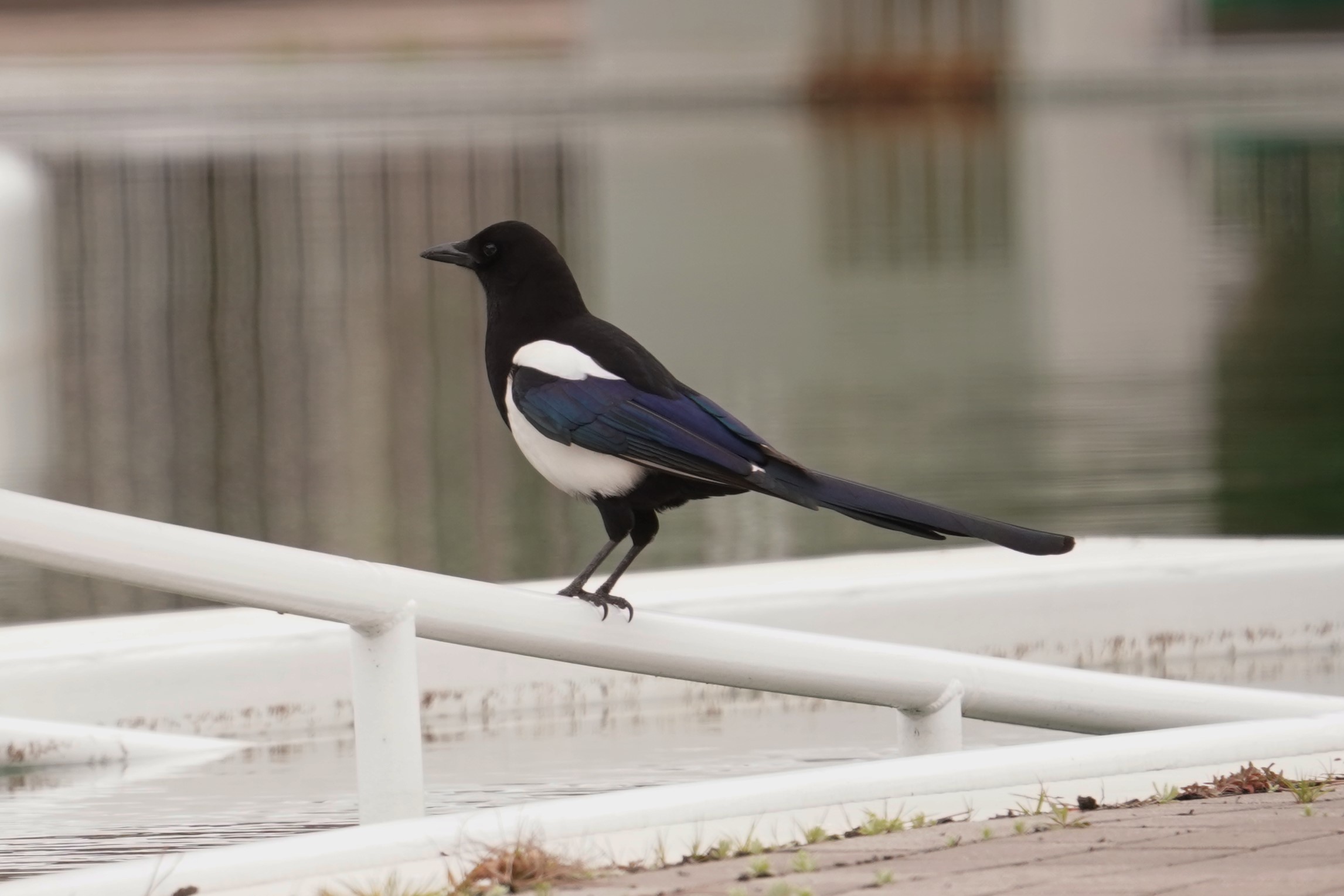 浜カササギ1 (6)