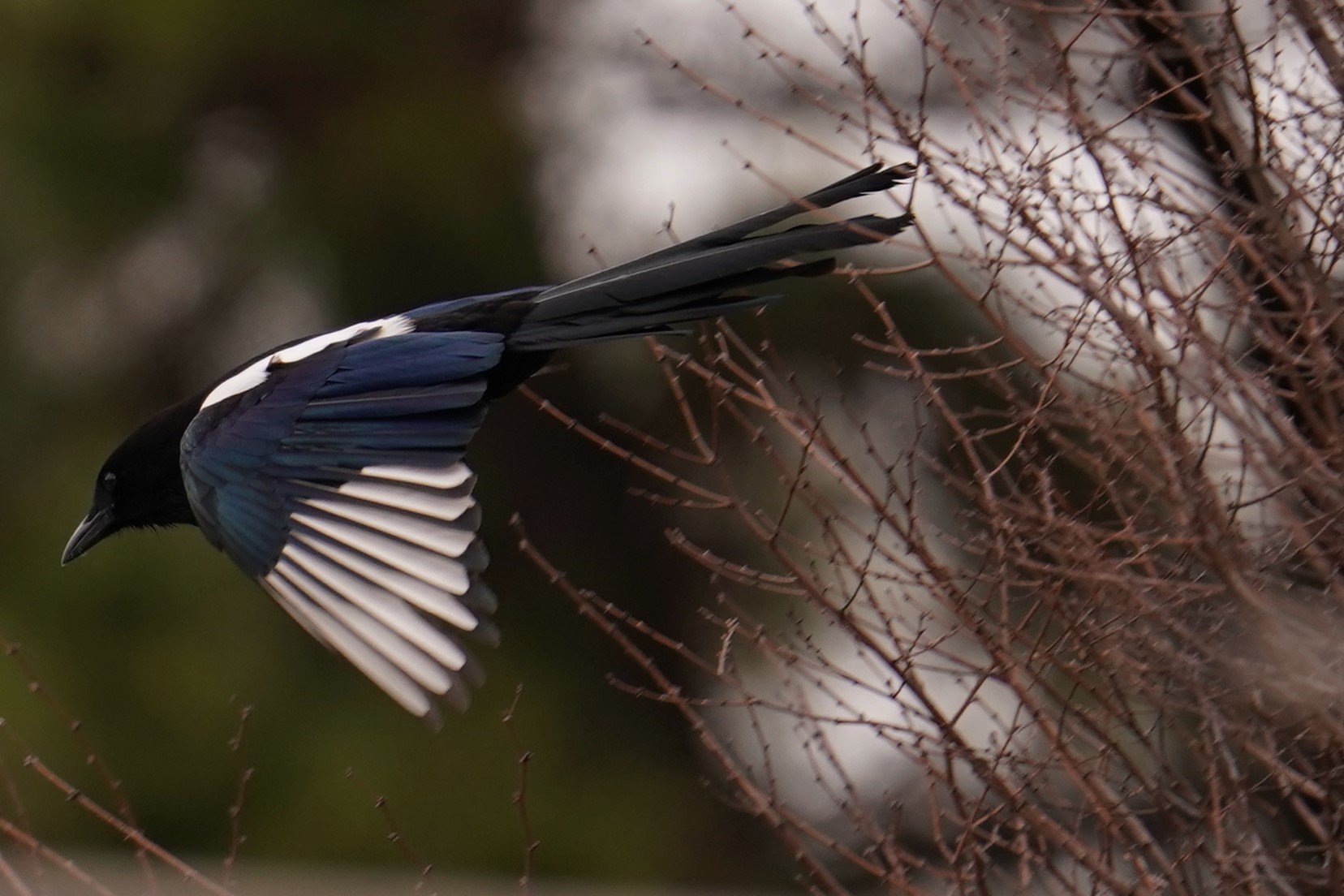 浜カササギ1 (12)