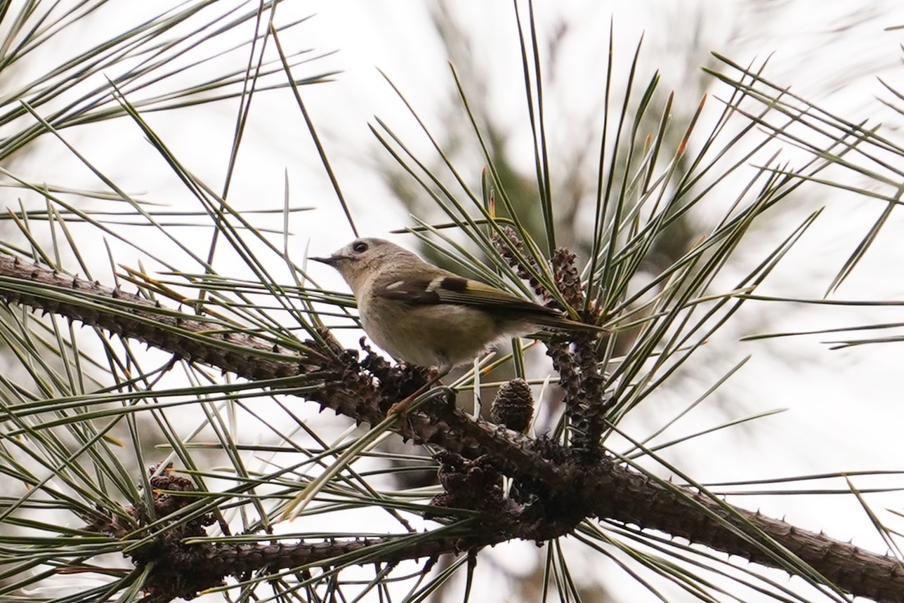 浜キクイタダキ2