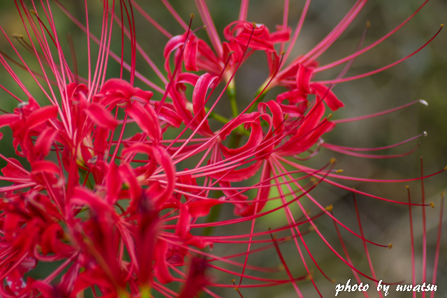 彼岸花 (2)