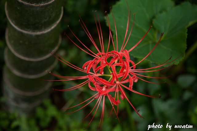 彼岸花 (2)