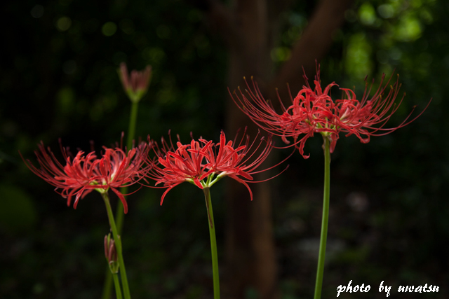 彼岸花 (6)