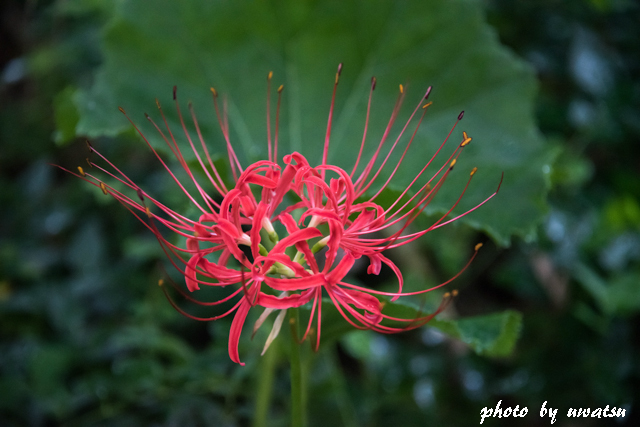 彼岸花