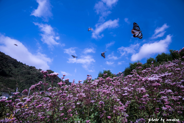 アサギマダラ (1)
