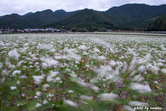 そば畑と列車 (1)