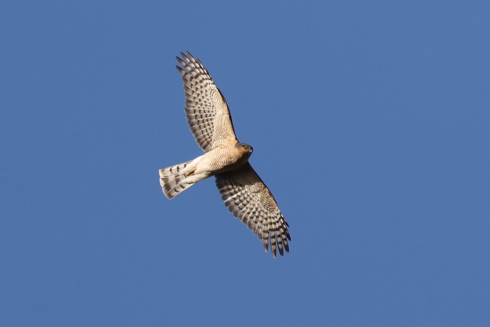 6P8A9283ハイタカナンバーワン