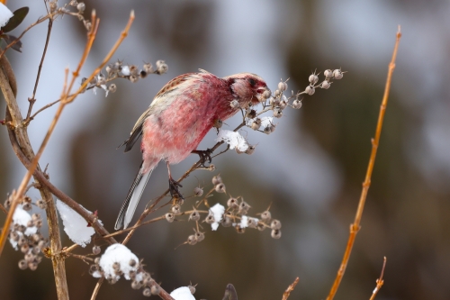 6P8A6343ベニマシコ