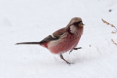 6P8A5228ベニマシコ