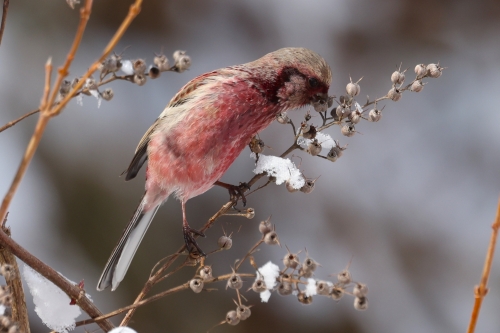 6P8A6333ベニマシコ